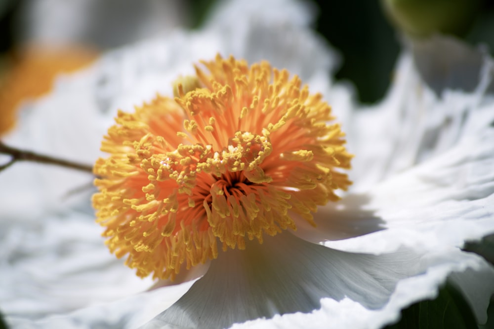 orange and white flower in macro shot