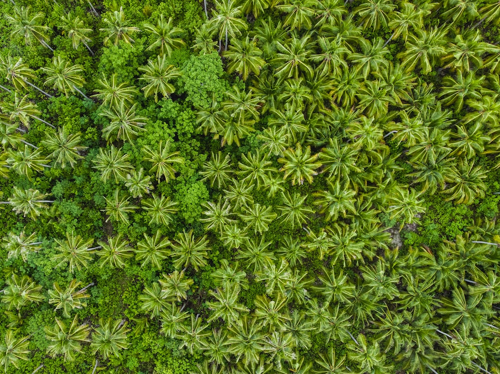 green leaves on brown soil