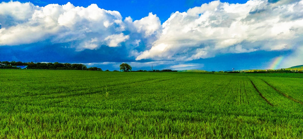 green grass field under blue sky and white clouds during daytime