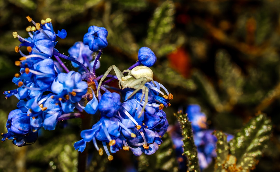 blue flower in tilt shift lens