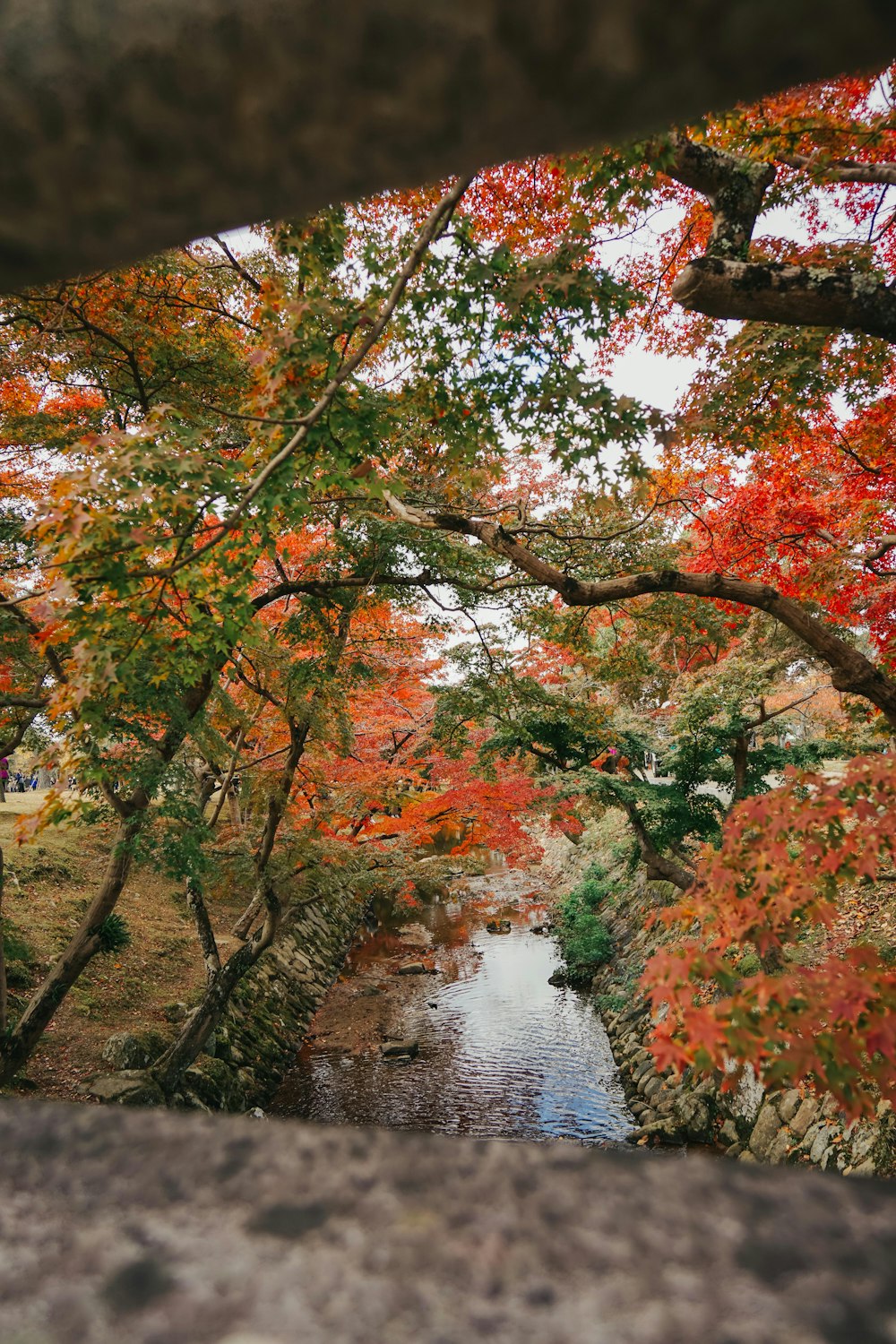 a river running through a lush green forest