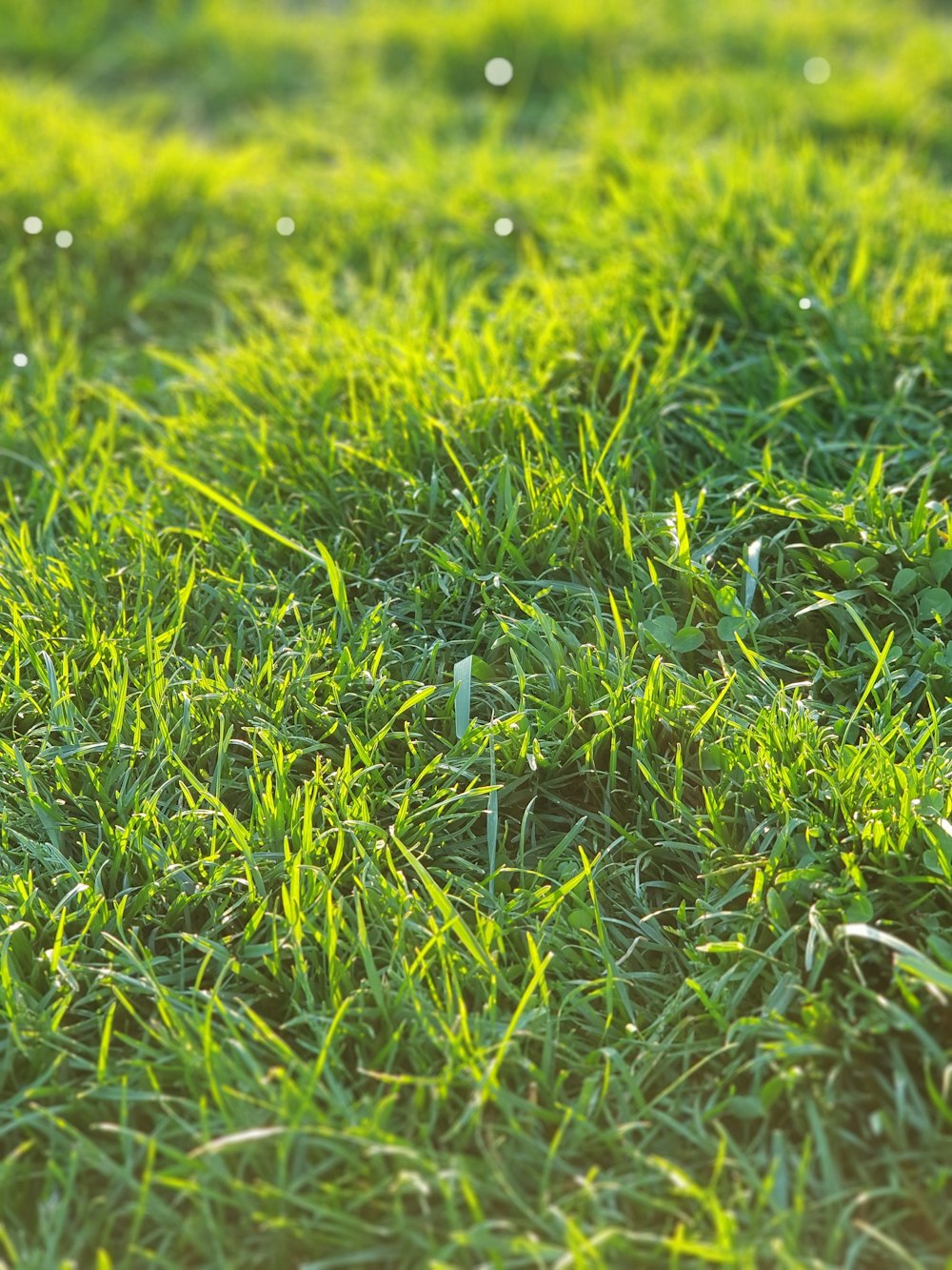 green grass field during daytime