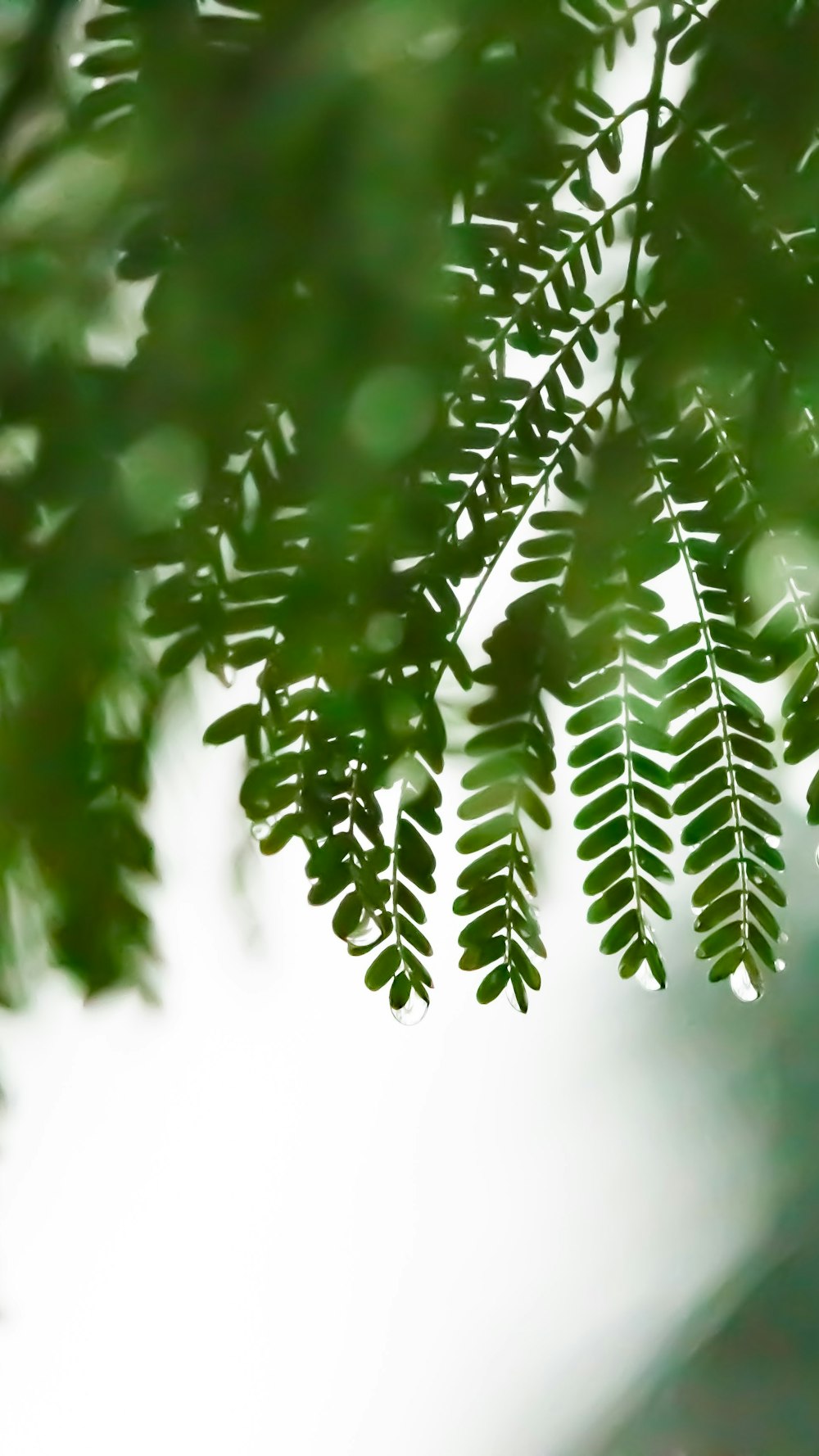 green fern plant in close up photography