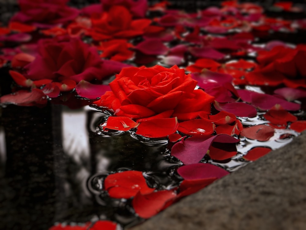 red roses on gray concrete floor