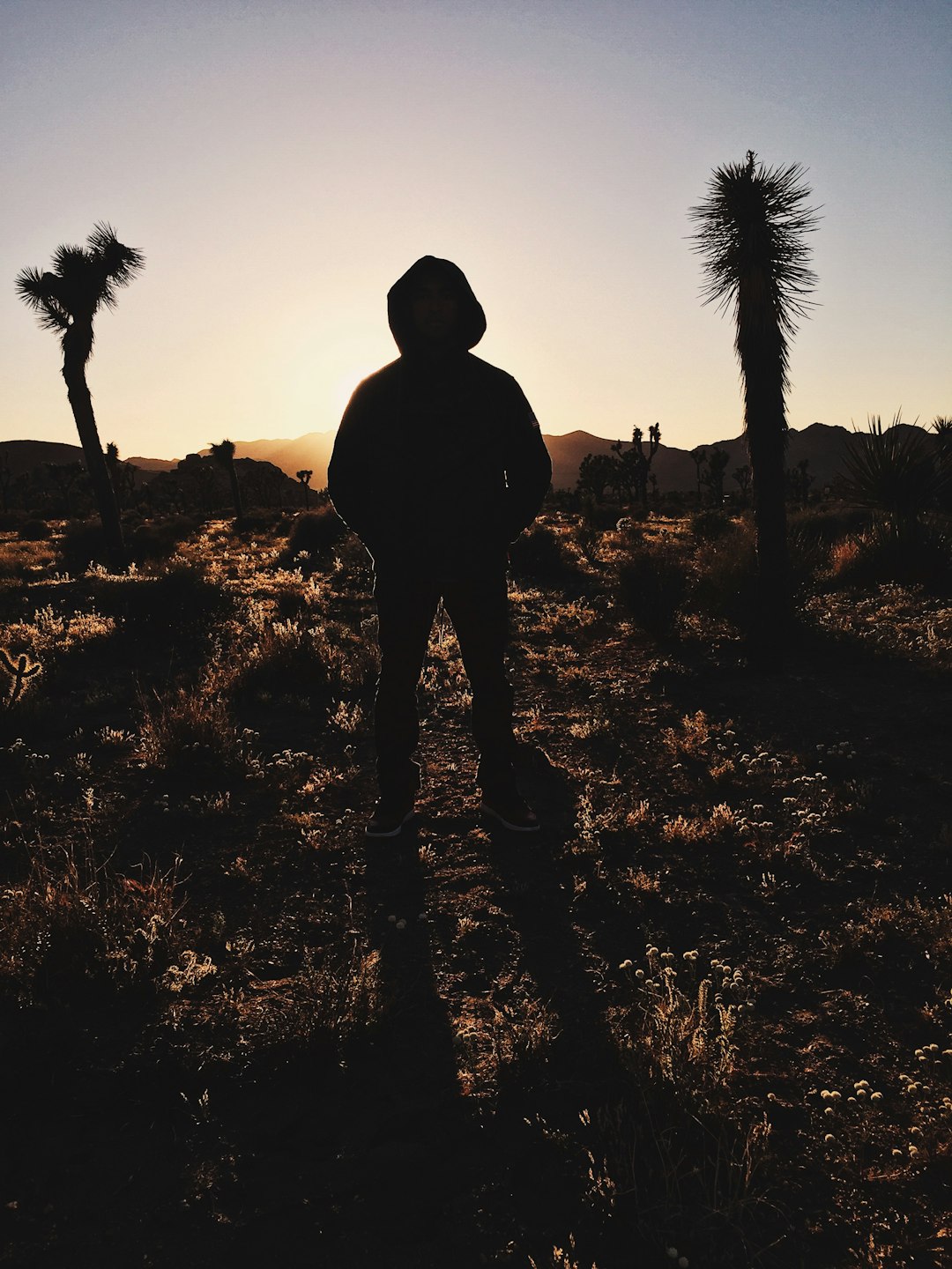 silhouette of man standing near palm tree during sunset