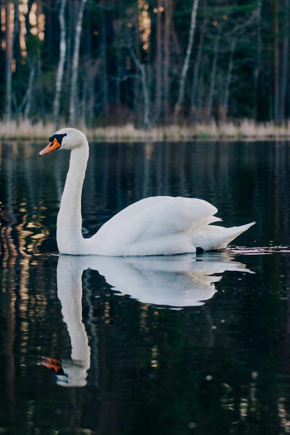 cisne branco na água durante o dia