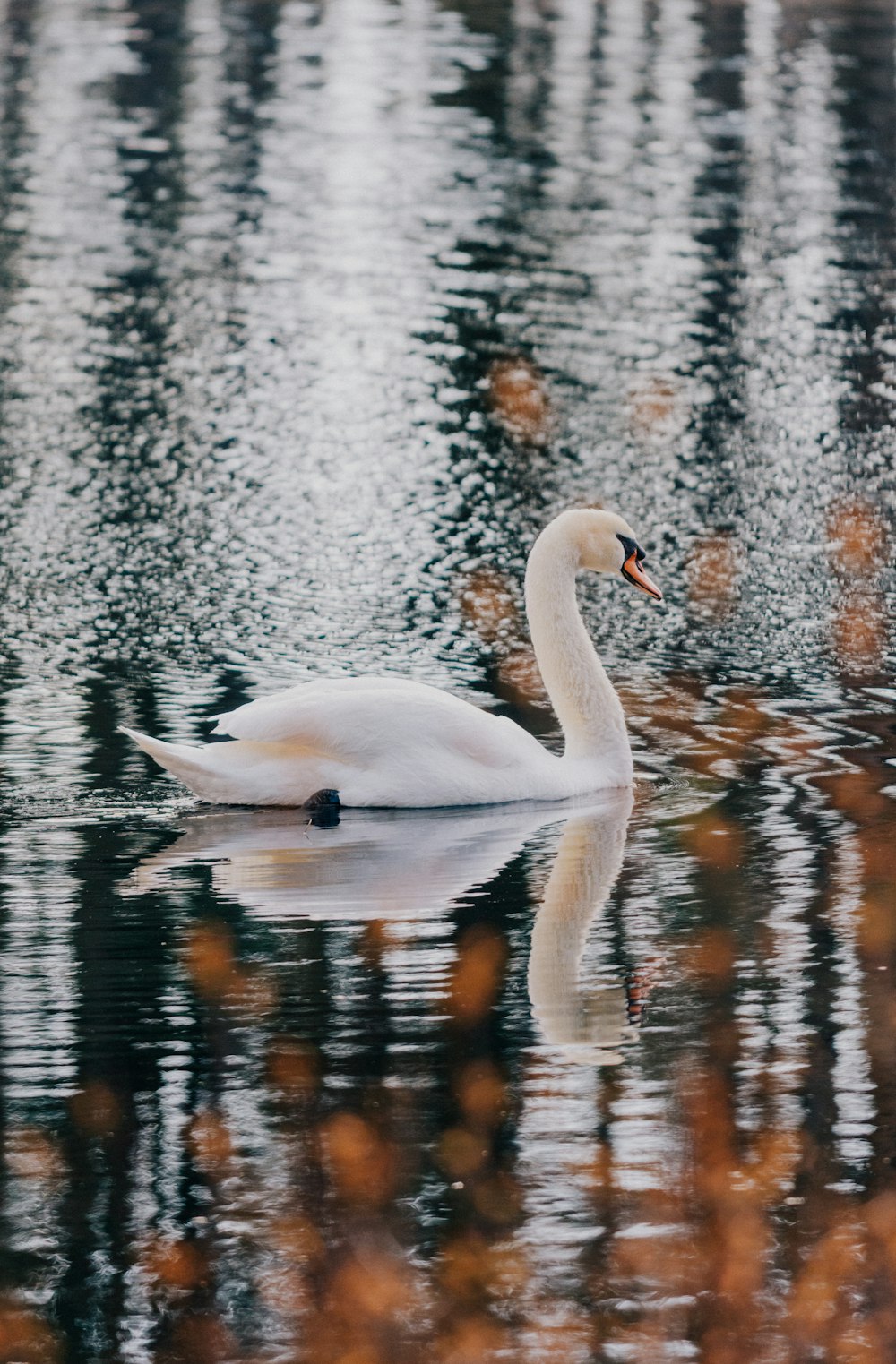 a white swan floating on top of a body of water