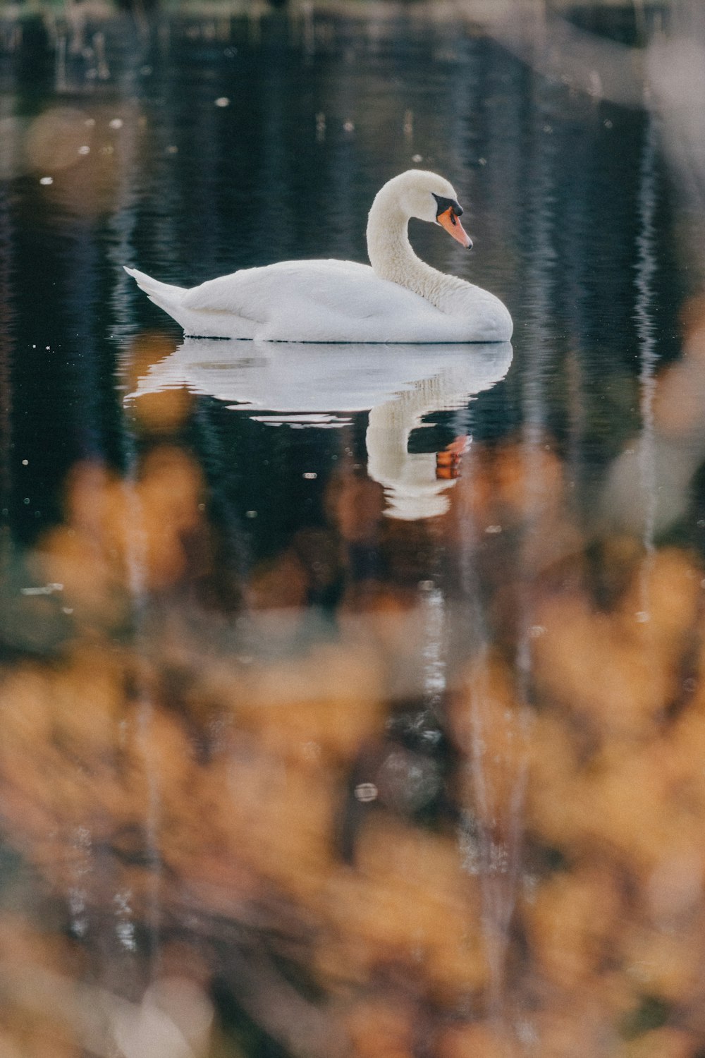 white swan on water during daytime