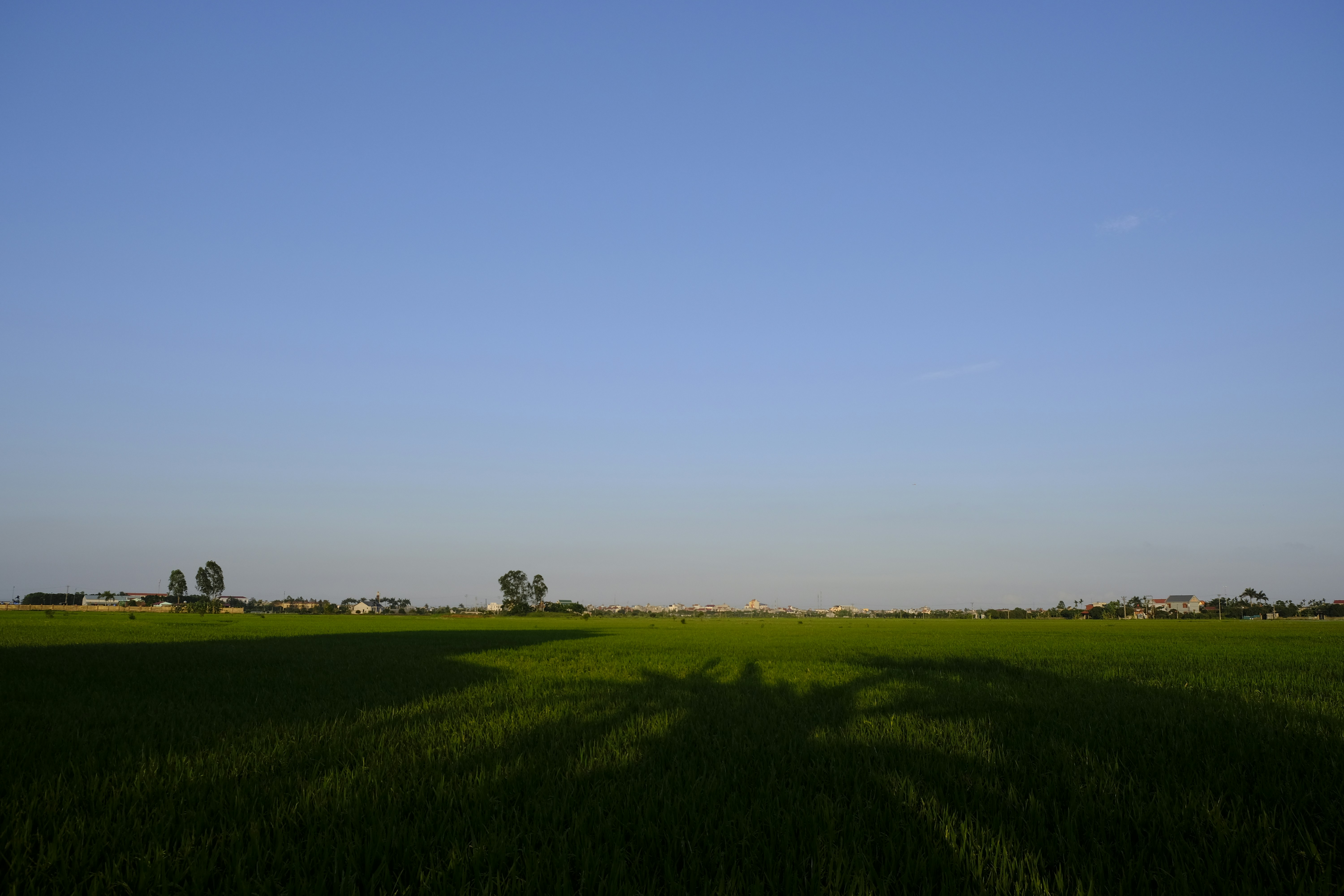 Cultivo de arroz en campo colombiano sin plagas visibles bajo cielo azul