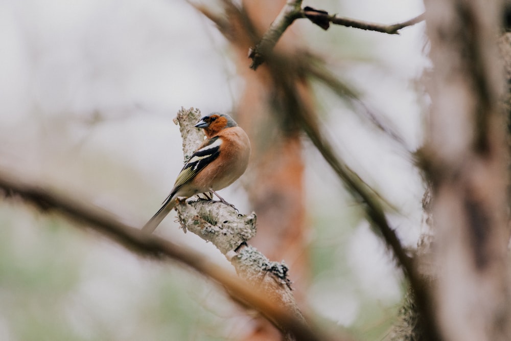 brown and black bird on tree branch