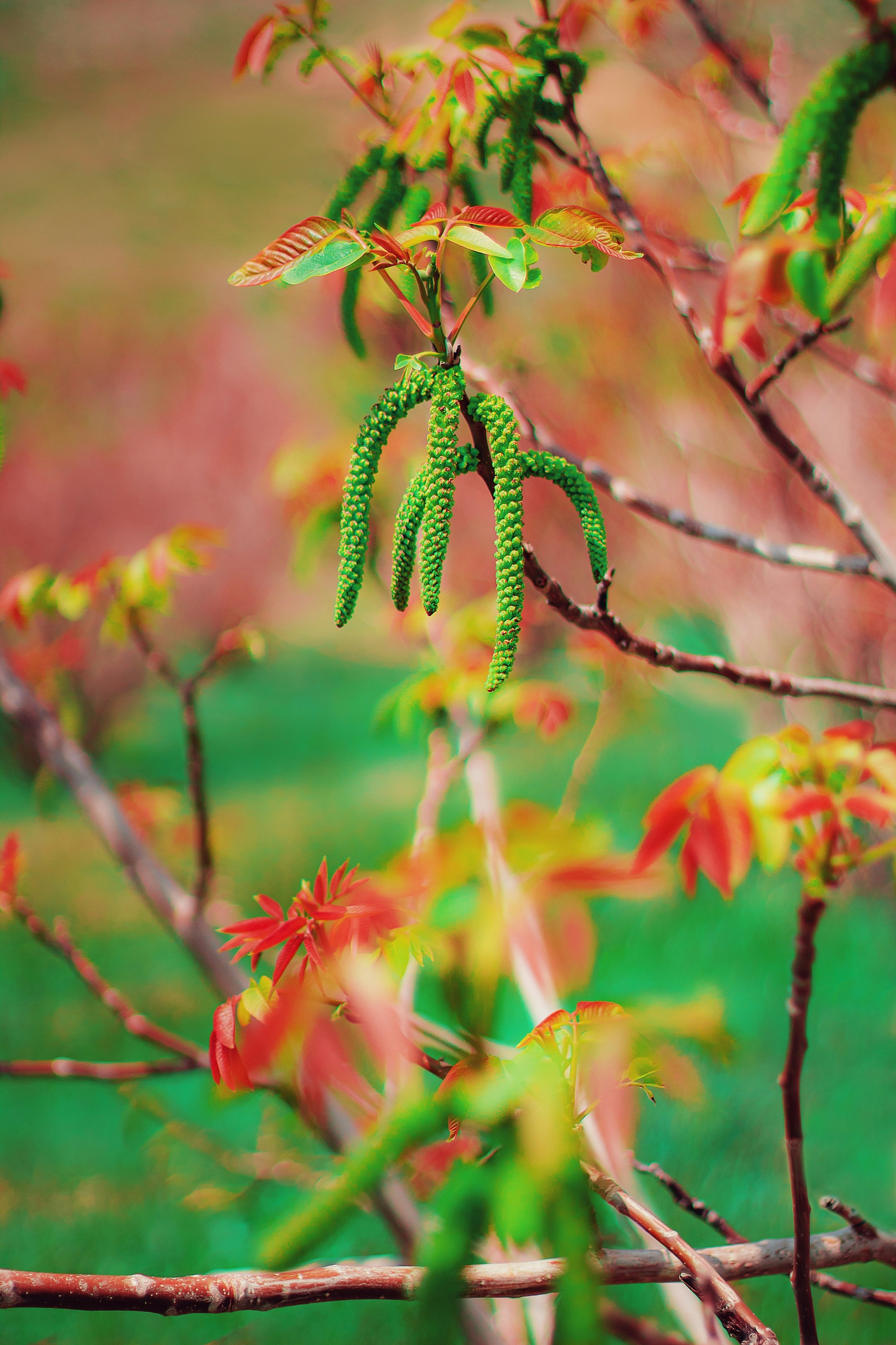 green and yellow plant in close up photography