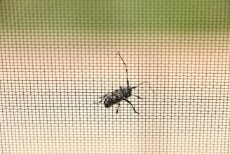 A detailed close-up of a bug perched on a wire mesh screen, with its silhouette clearly visible against a blurred background. The screen is in sharp focus, while the background transitions from a light sandy color at the bottom to a soft green at the top.
