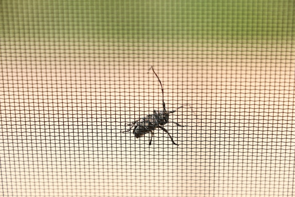 Close-up of stainless steel mosquito net stretched over a window frame.