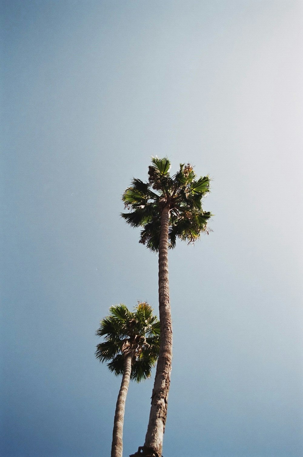 green palm tree under gray sky