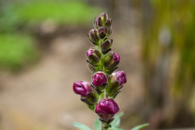 purple flower in tilt shift lens earth day teams background