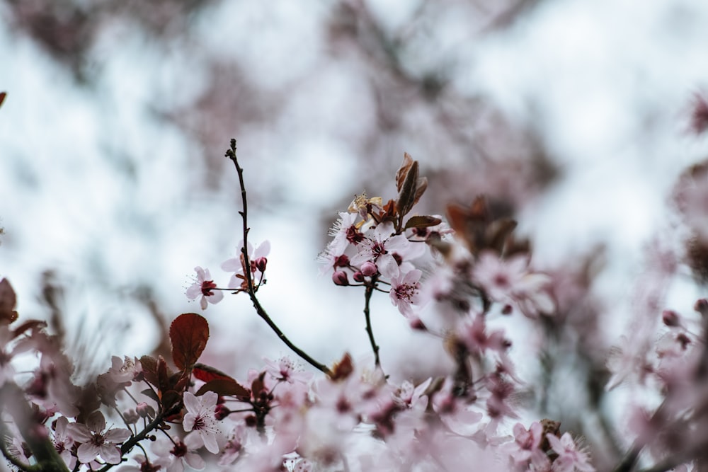 pink cherry blossom in close up photography