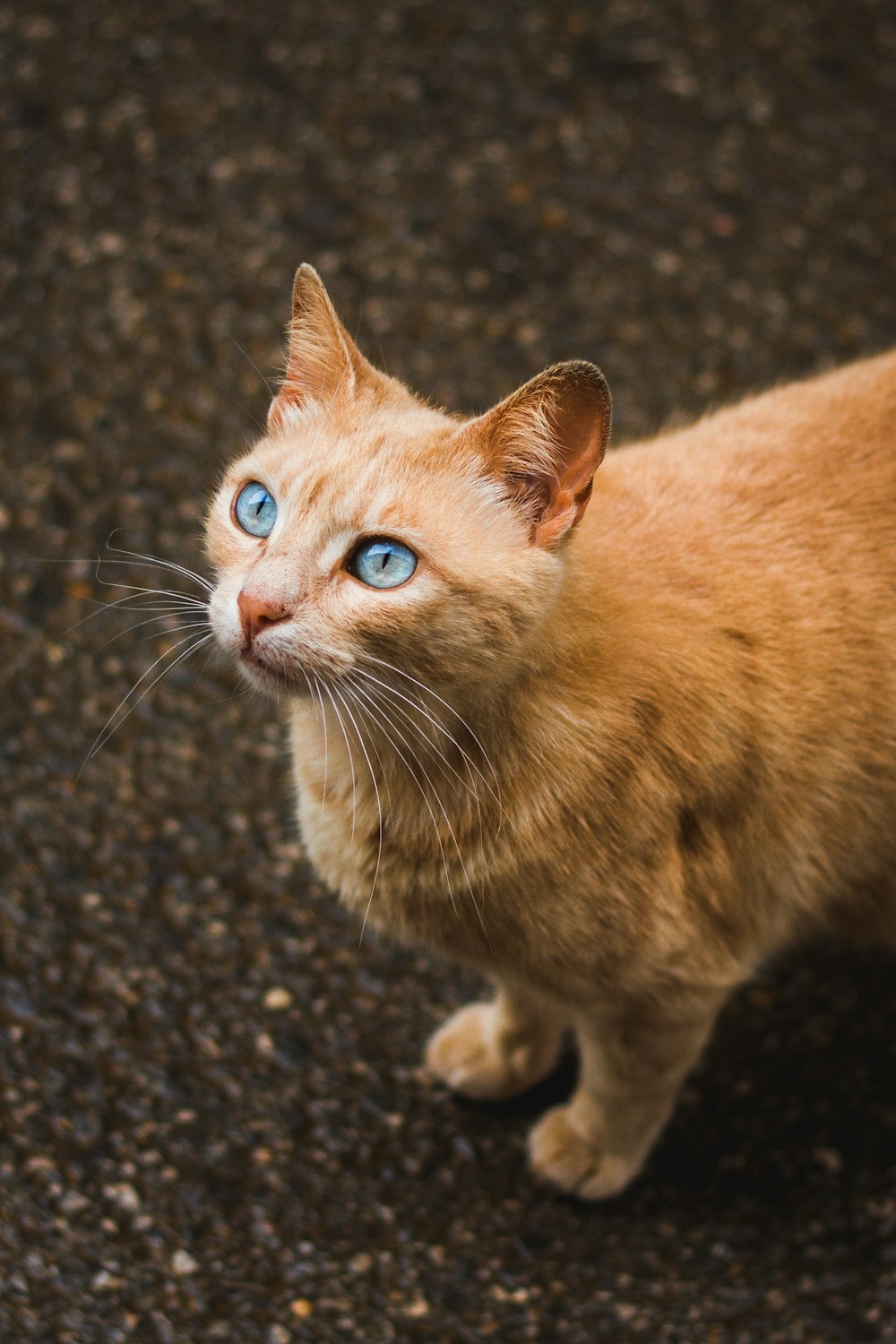 a cat with blue eyes standing on the ground