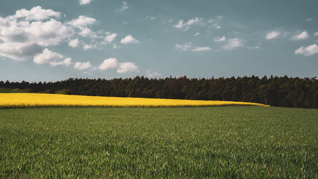 green grass field under white clouds during daytime