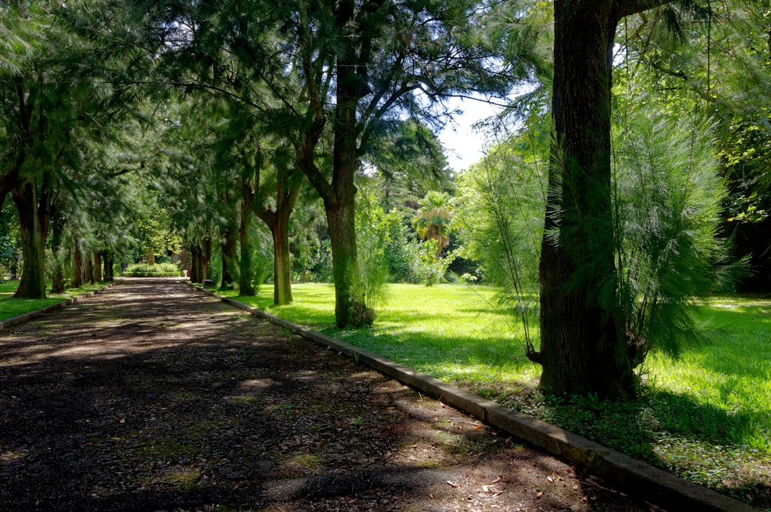 Forest photo spot Lisbon Quinta da Regaleira