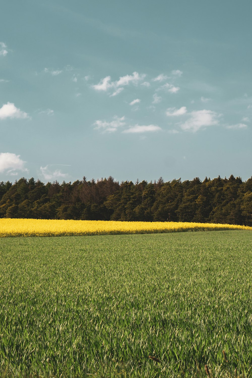 green grass field under white clouds during daytime