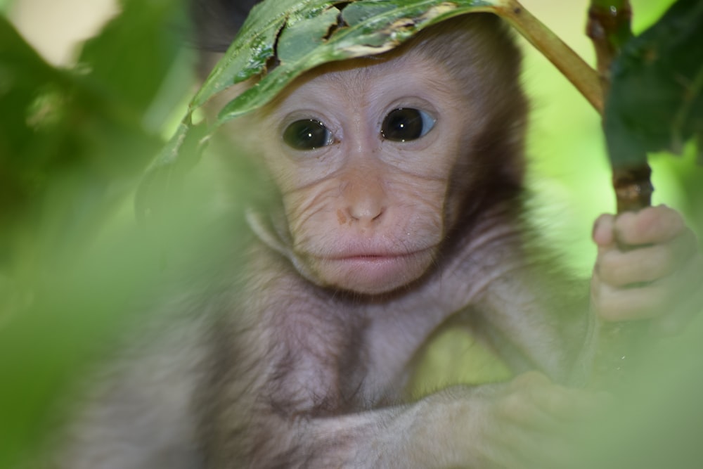 brown monkey in green leaf