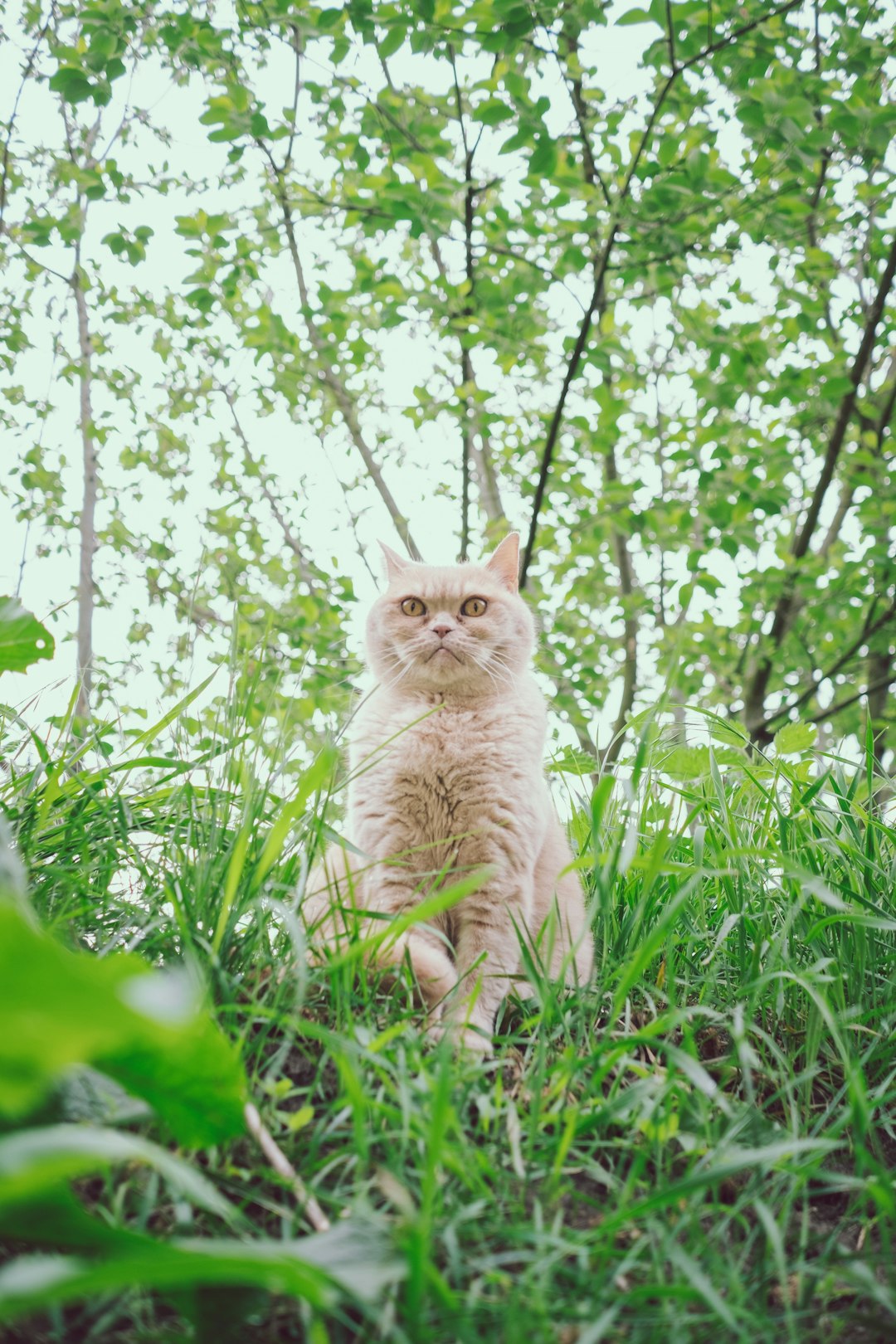 white cat on green grass during daytime