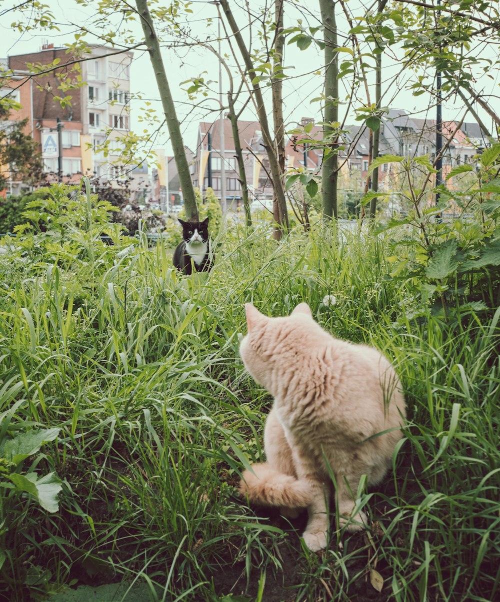 orange tabby cat and black and white cat on green grass field