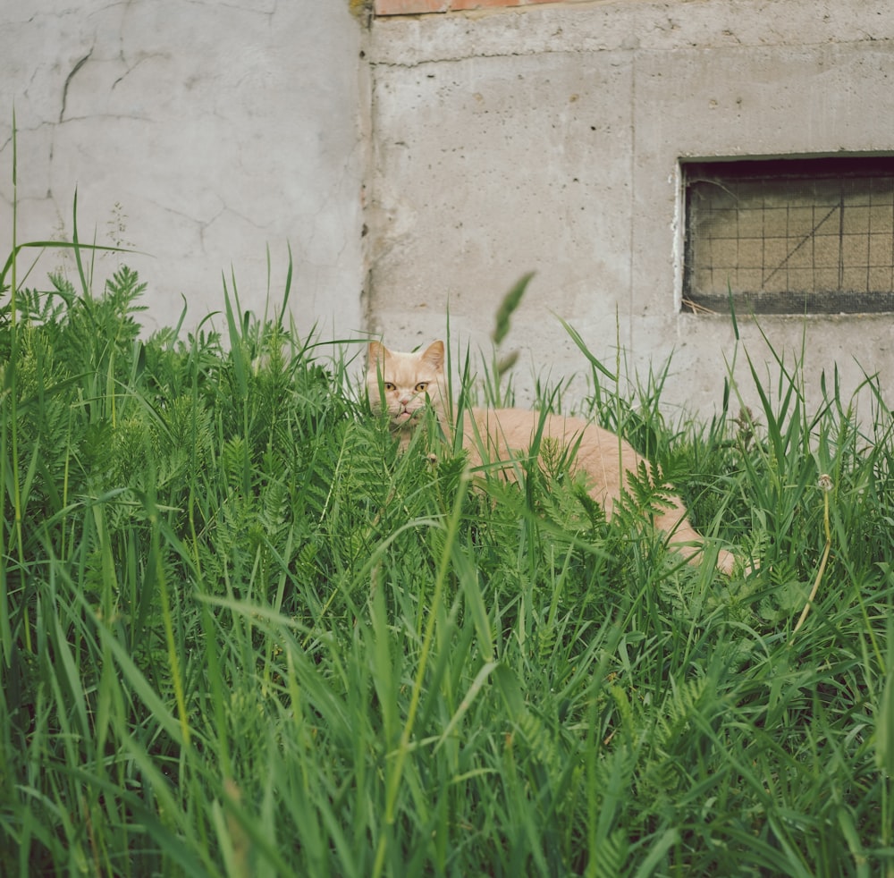 orange tabby cat lying on green grass field during daytime