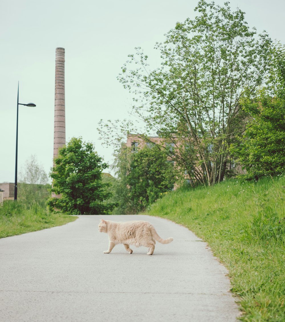 orange tabby cat on gray concrete road