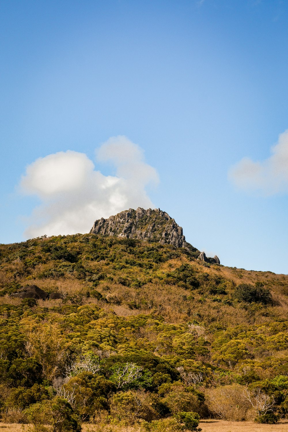 Champ d’herbe verte sur la colline sous le ciel bleu pendant la journée