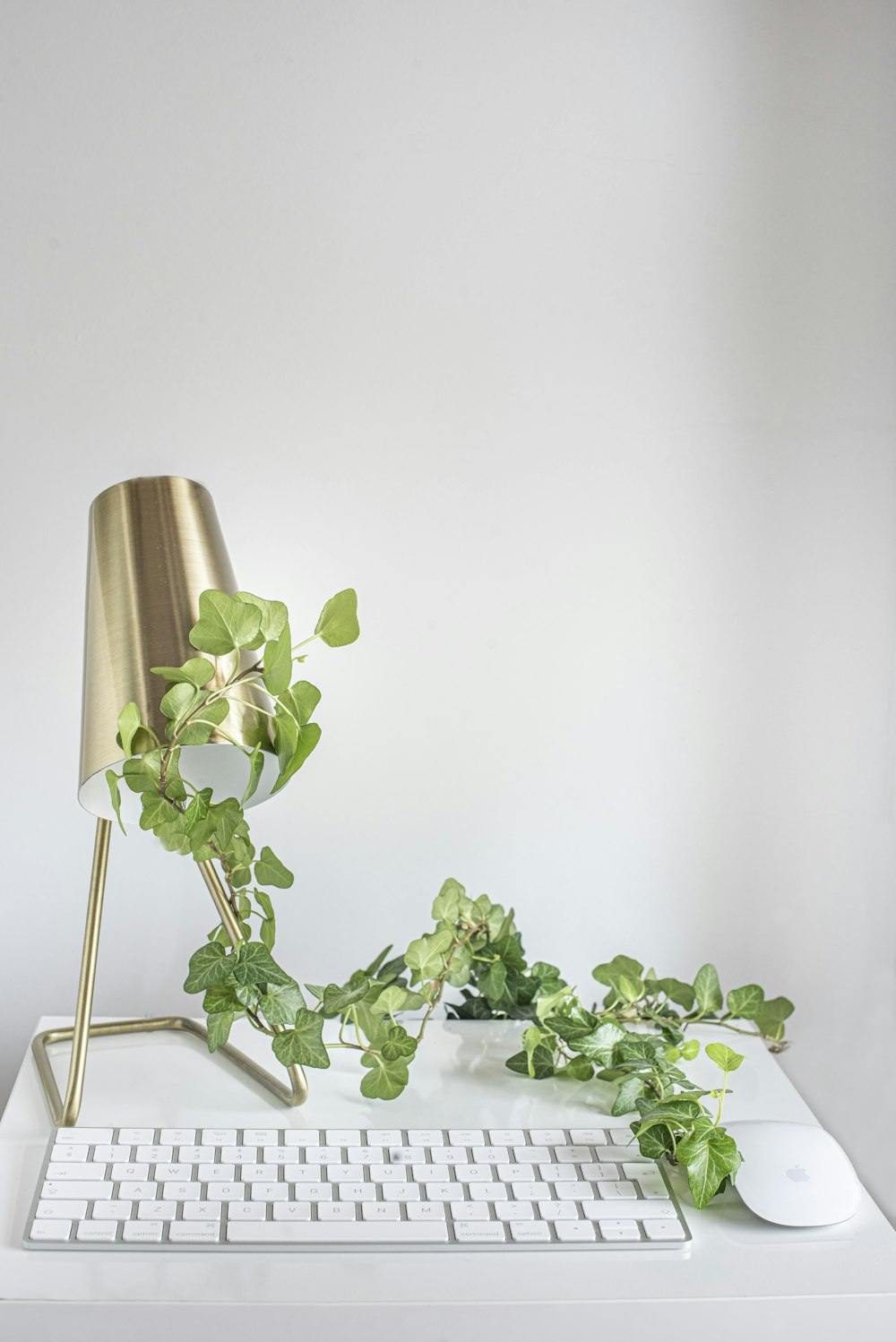 green plant on white ceramic vase