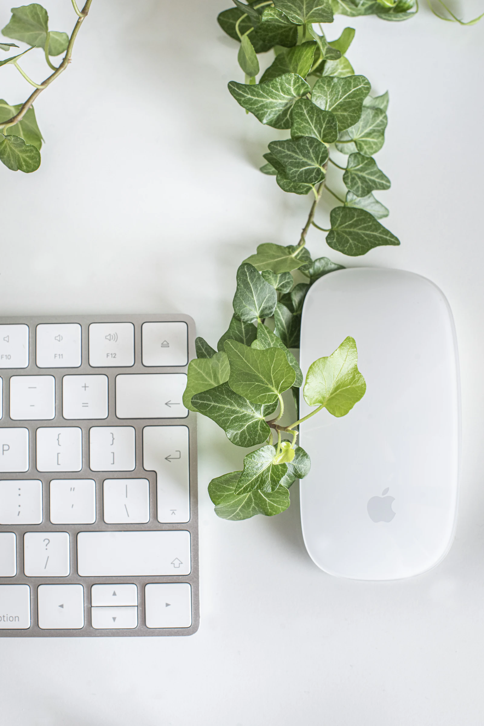 A bright white desk with a keyboard and mouse among trailing green ivy leaves