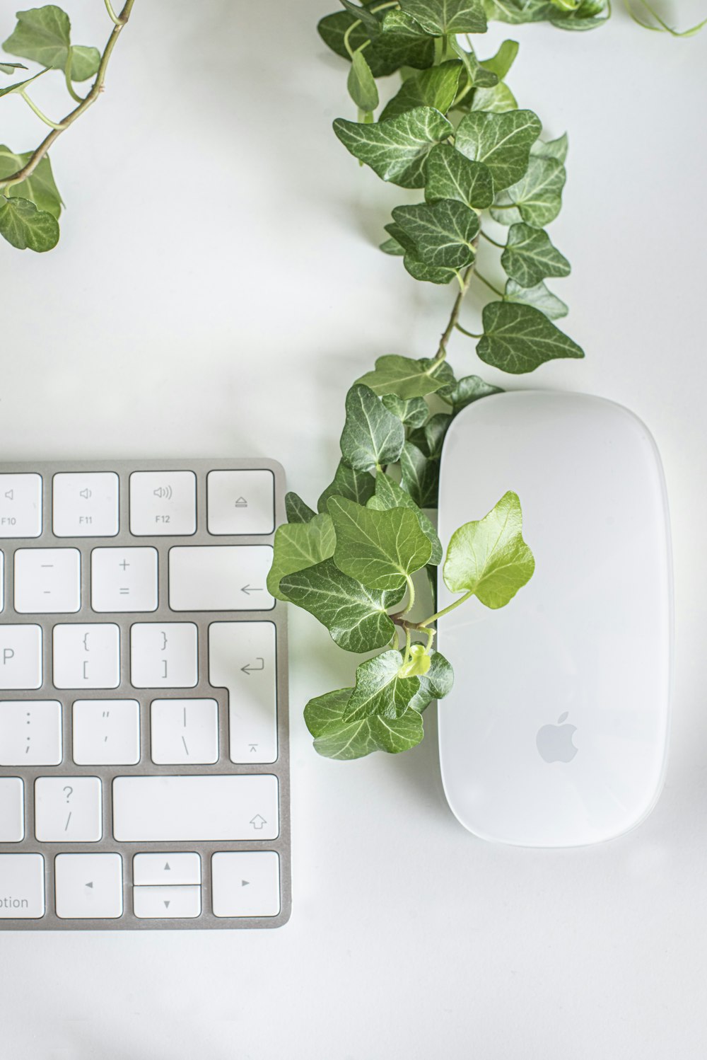 white apple magic mouse beside green leaves