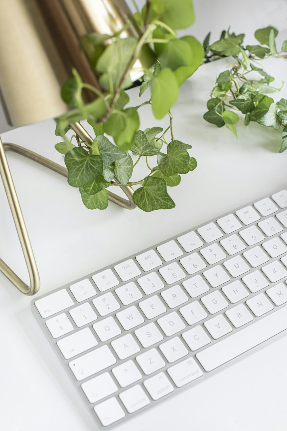 green plant on white table