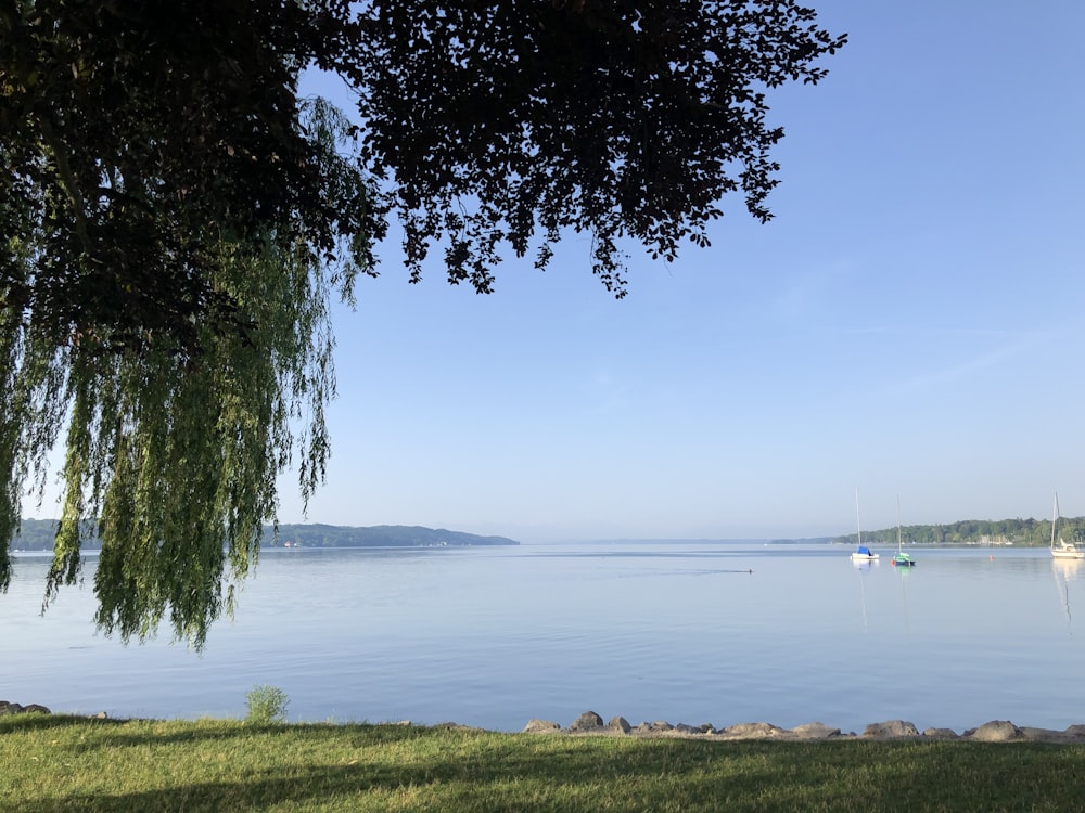 green grass field near body of water during daytime