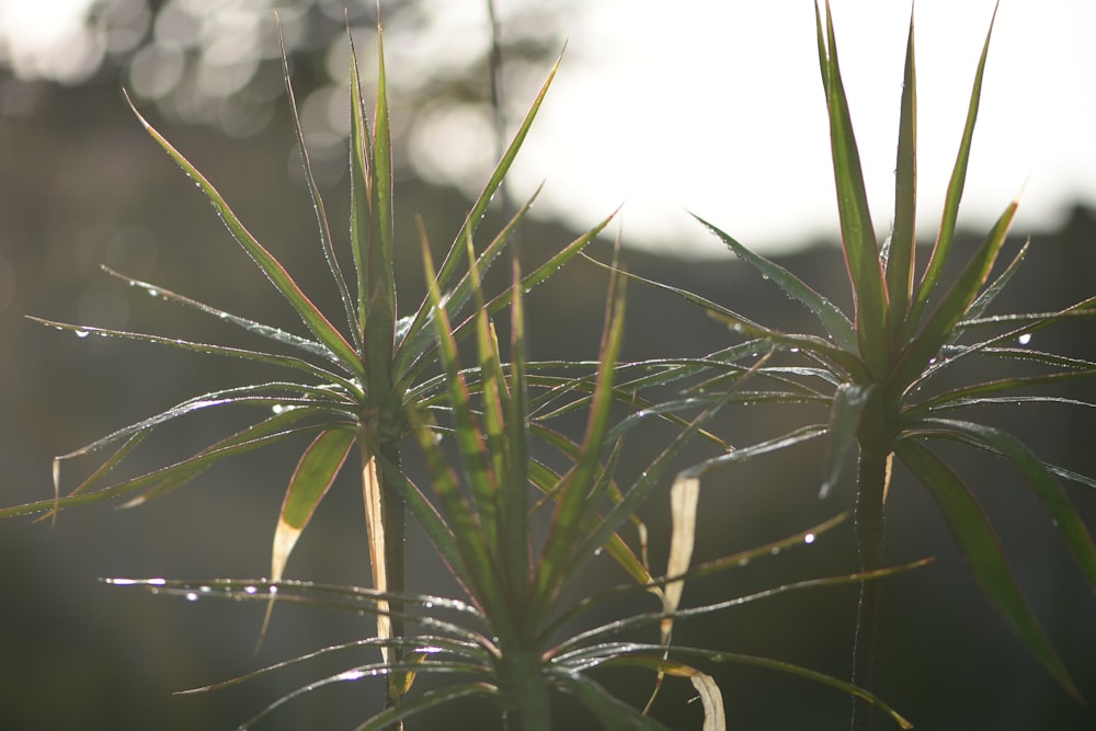 green plant in tilt shift lens