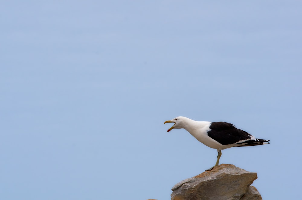 white and black bird on brown rock during daytime