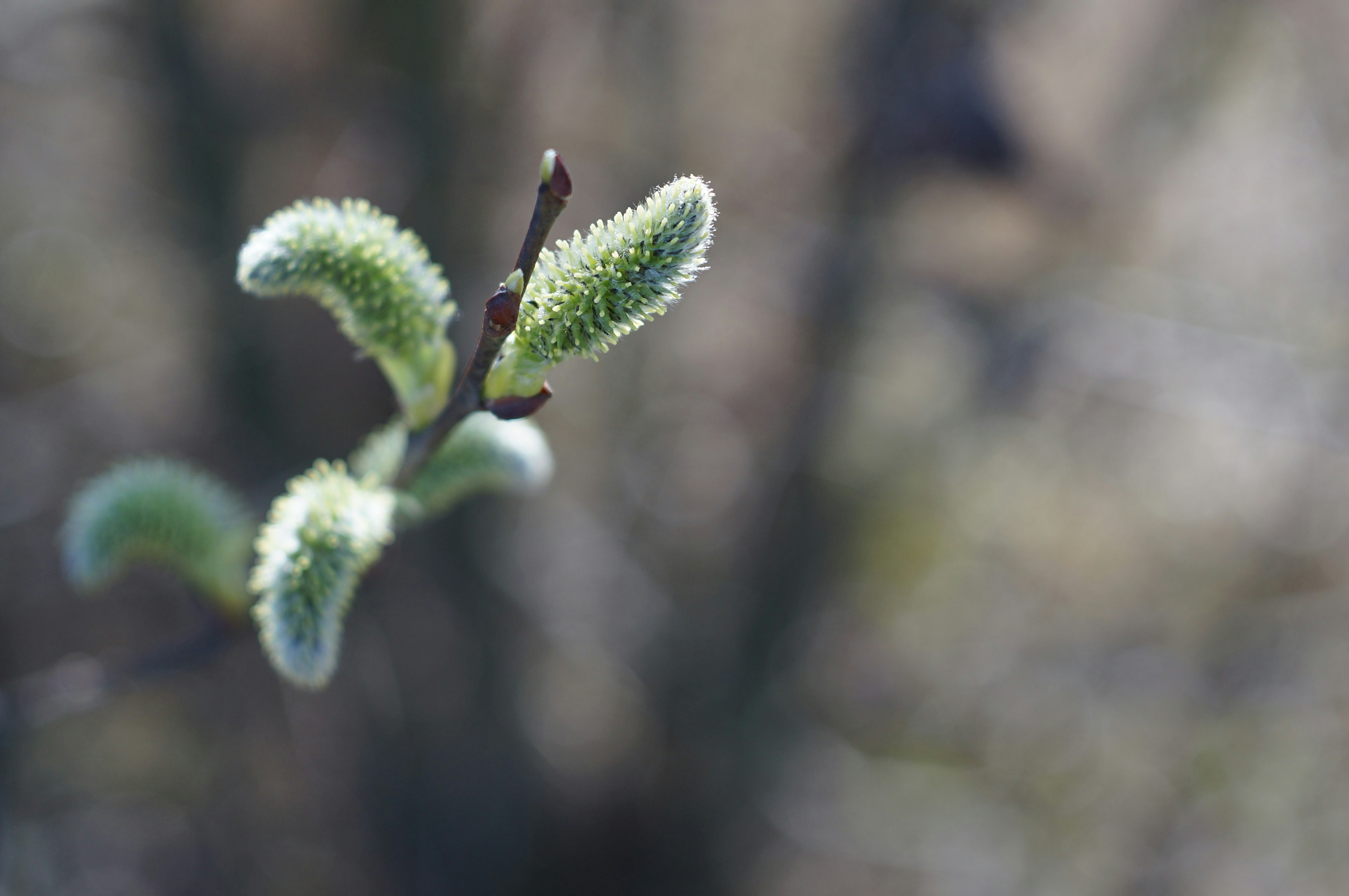 Photo by wolfgang_hasselmann