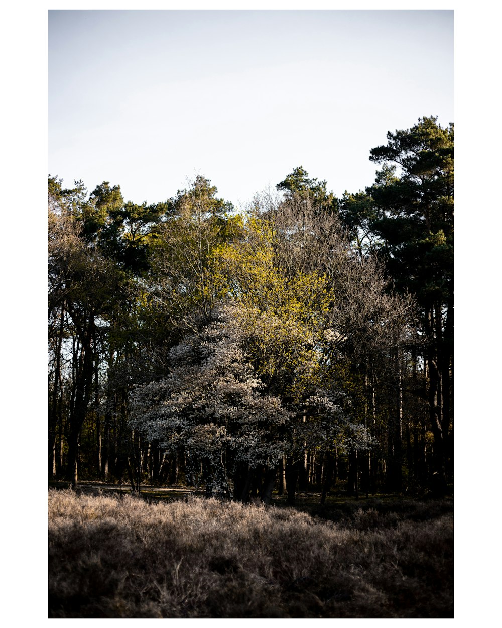 green trees on brown grass field during daytime