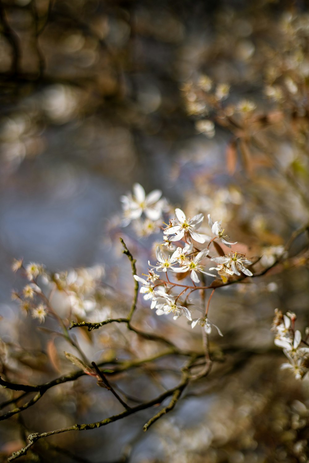 white flower in tilt shift lens