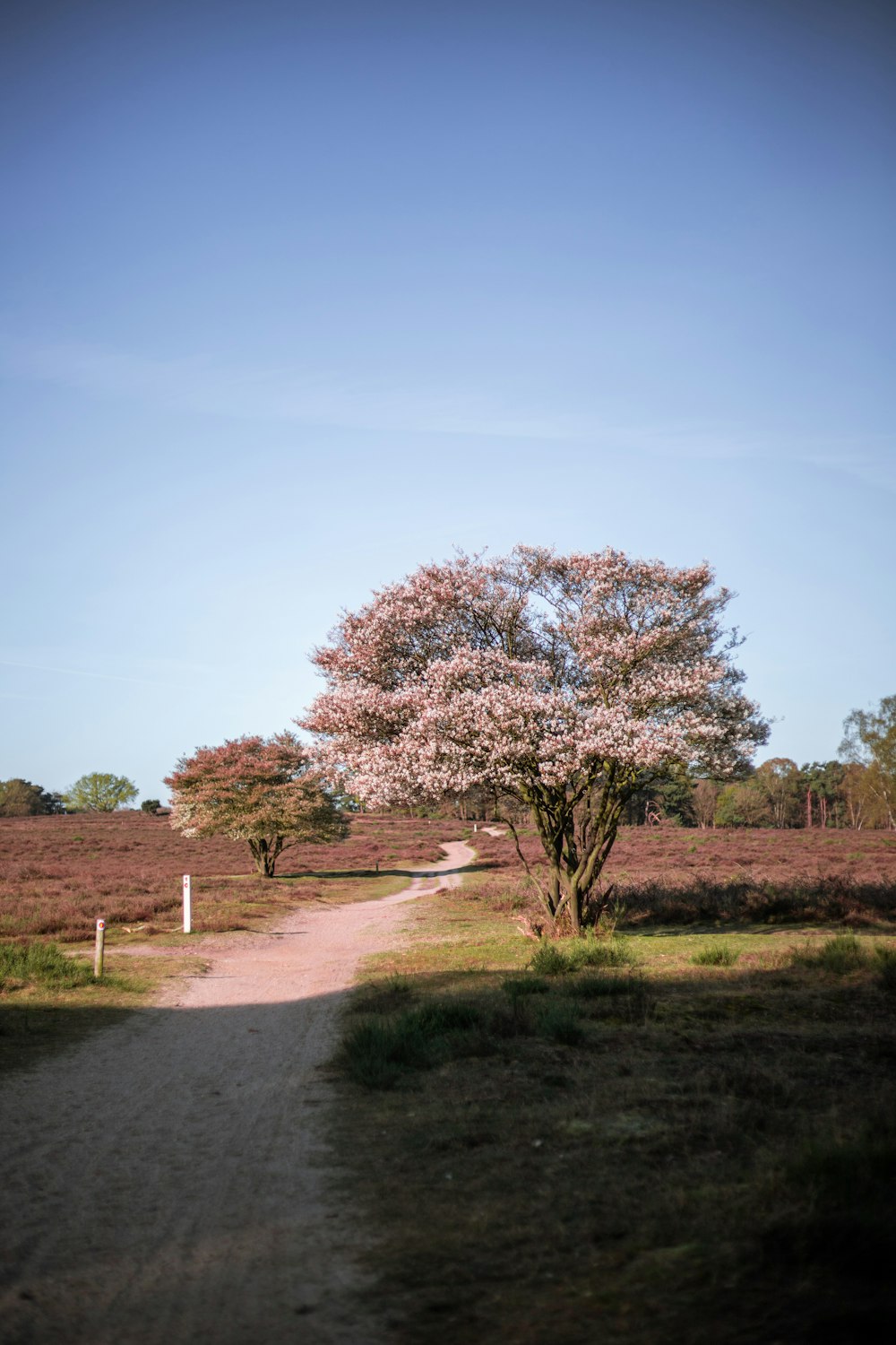 brown trees on green grass field under blue sky during daytime