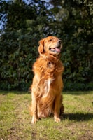 A cheerful golden retriever sitting in a sunny Colorado backyard.