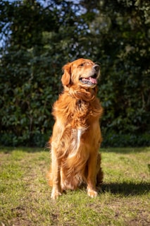A close-up of a happy golden retriever with shiny fur sitting in a sunlit garden.