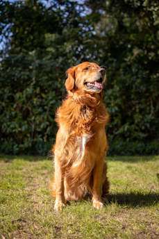 A happy golden retriever sitting in a sunlit park with a gentle smile.