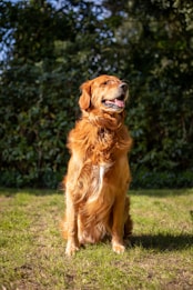 A golden retriever is sitting on a grassy area in front of dense green foliage, with sunlight highlighting its fur and creating a cheerful atmosphere. The dog appears relaxed and happy, with its mouth slightly open and tongue out.
