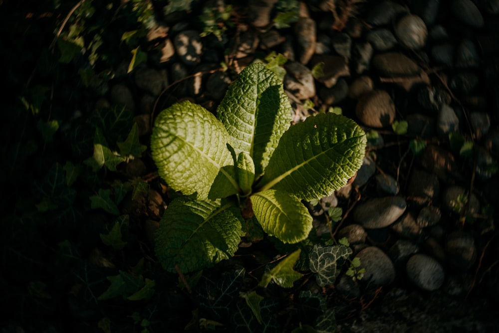 green leaf plant in close up photography