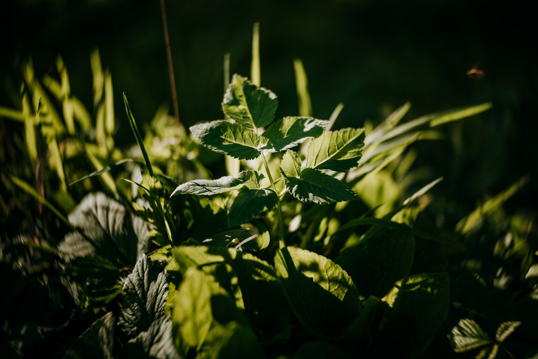 green plant in close up photography