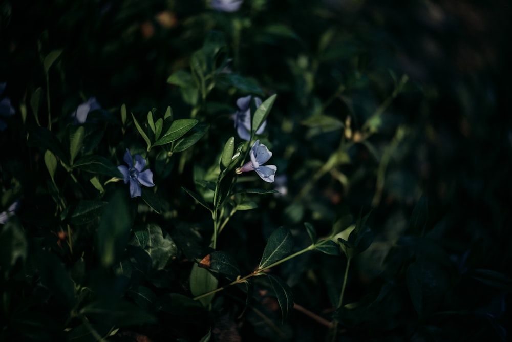 fiore viola con foglie verdi