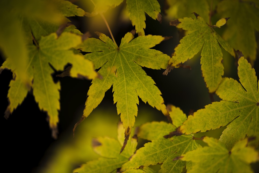 green and yellow maple leaf