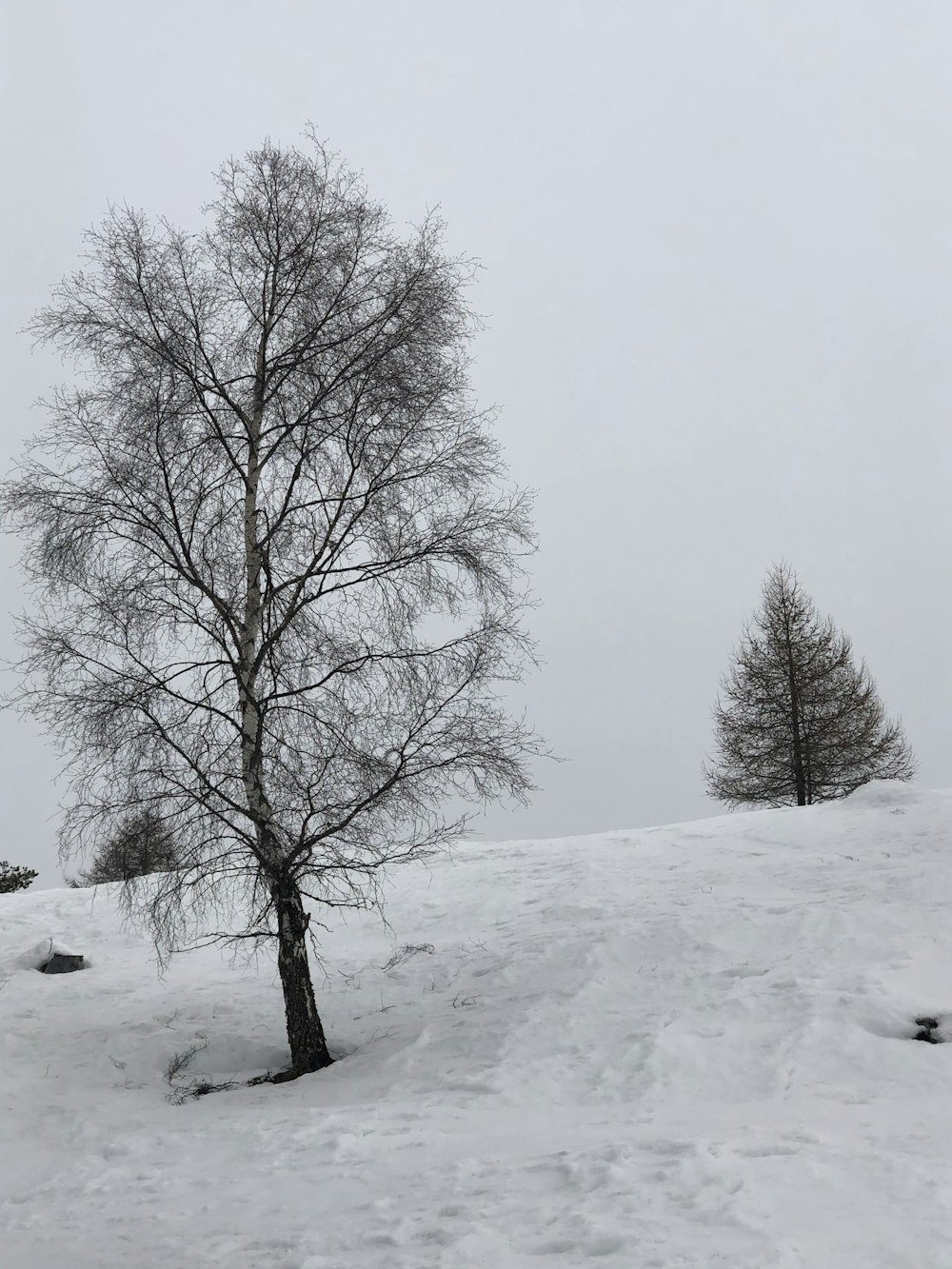 kahle Bäume auf schneebedecktem Boden tagsüber